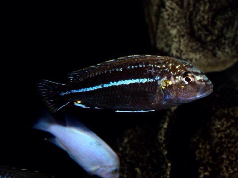 Melanochromis dialeptos